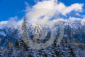 winter landscape with Carpati Piatra Craiului mountain