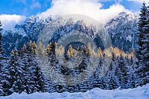 winter landscape with Carpati Piatra Craiului mountain photo