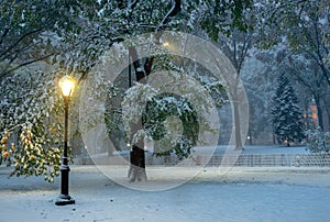 Winter landscape in Central Park. New York City. USA