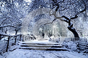 Winter landscape in Central Park. New York City. USA