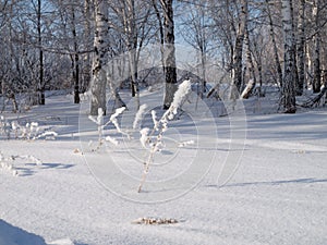 Winter landscape in Central Siberia