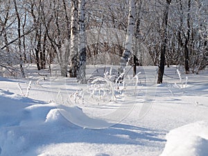 Winter landscape in Central Siberia