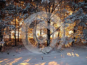 Winter landscape in Central Siberia