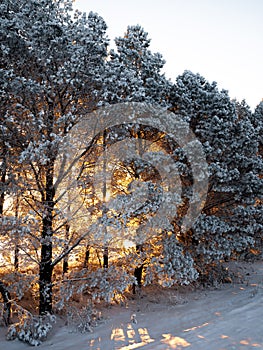 Winter landscape in Central Siberia