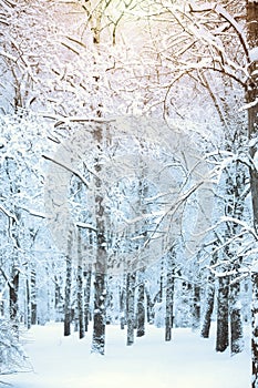 Winter landscape in city park, birch trees in snow