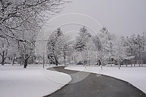 Winter landscape of a city park during heavy snowstorm, wet snow covering trees and branches.