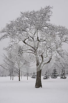 Winter landscape of a city park during heavy snowstorm, wet snow covering trees and branches.