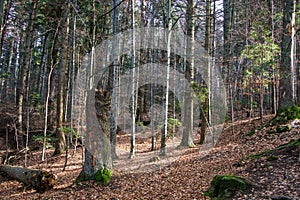 Winter landscape in the Ciucas Mountains, Romania