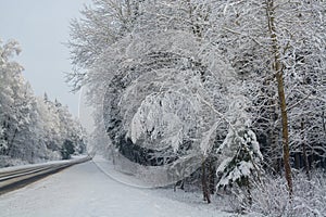 Winter landscape. Cloudy day. The Forest county road.