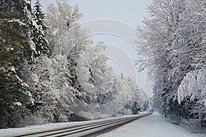 Winter landscape. Cloudy day. The Forest county road.