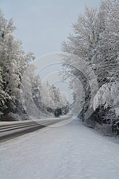 Winter landscape. Cloudy day. The Forest county road.