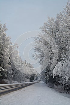 Winter landscape. Cloudy day. The Forest county road.