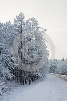 Winter landscape. Cloudy day. The Forest county road.