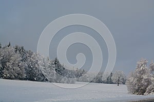 Winter landscape. Cloudy day. Monochrome landscape. Winter forest.