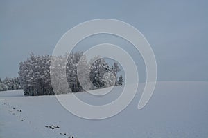 Winter landscape. Cloudy day. Monochrome landscape. Winter forest.