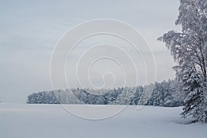 Winter landscape. Cloudy day. Monochrome landscape. Winter forest.