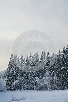Winter landscape. Cloudy day. Monochrome landscape. Winter forest.