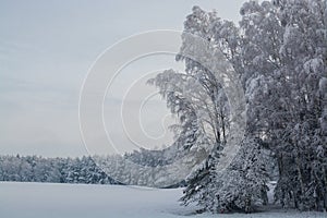 Winter landscape. Cloudy day. Monochrome landscape. Winter forest.