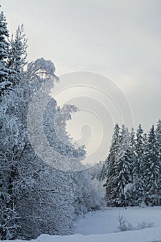 Winter landscape. Cloudy day. Monochrome landscape. Winter forest.