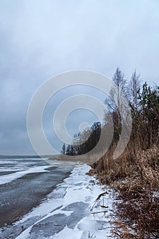 Winter landscape. coastline of a frozen lake with reed trees and edge of uneven ice in bad weather on a cloudy day