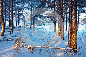 Winter landscape. Cold day. The season of snow