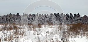 Winter landscape with coniferous forest behind a snow-covered field in a cold winter day against gray cloudy sky