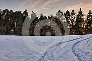 Winter landscape with coniferous trees and hunting hide at sunset.