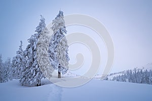 Winter landscape with copy space and fir trees