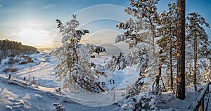 Winter landscape with covered in snow fir and pine trees on the hill near sea coast. Sunny winter day on snowy sea coast