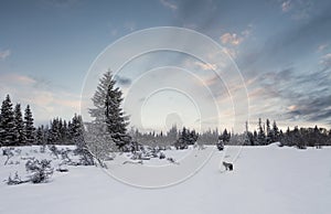 Winter Landscape with Coyote