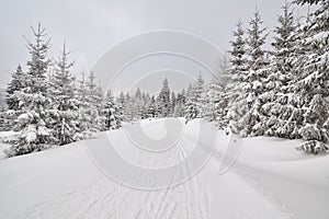 Winter landscape with cross-country ski trail