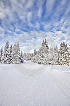 Winter landscape with cross-country skiing tracks.