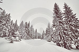 Winter landscape with cross-country skiing trail