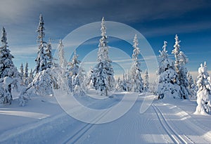 A winter landscape, decorated with cross country skiing trails.
