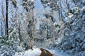 Winter landscape of dirt road and high trees covered with snow