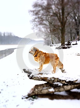 Winter landscape with dog