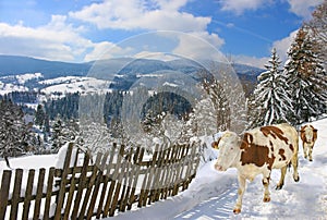 Winter landscape with domestic cows