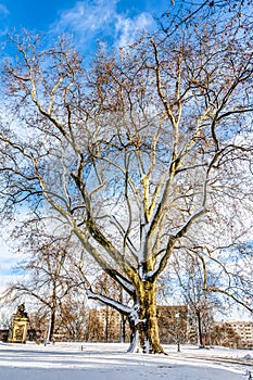 Winter landscape in Dresden