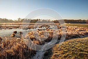 Winter landscape with dry and frosted reed plants