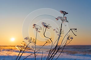 Winter landscape with dry frozen grass on the background of snow covered plain, blue sky and orange sun at sunset. Beautiful