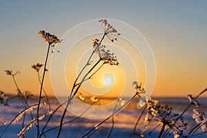 Winter landscape with dry frozen grass on the background of snow covered plain, blue sky and orange sun at sunset. Beautiful