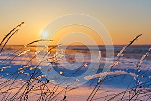 Winter landscape with dry frozen grass on the background of snow covered plain, blue sky and orange sun at sunset. Beautiful