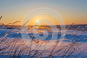 Winter landscape with dry frozen grass on the background of snow covered plain, blue sky and orange sun at sunset. Beautiful