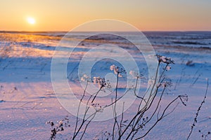 Winter landscape with dry frozen grass on the background of snow covered plain, blue sky and orange sun at sunset. Beautiful