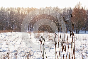 Winter landscape with dry plants and falling snow on a sunny day.  Winter background or wallpaper