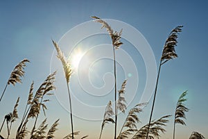 Winter landscape with dry reeds against blue sky and sun at noon. Beautiful natural scenic background