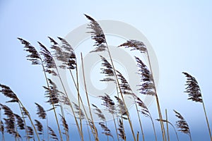 Winter landscape with dry reeds against cloudly sky.