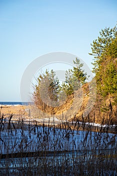 Winter landscape with dunes by the sea where small green pines grow. Reeds in the foreground