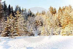 Winter landscape of edge of a wood in sunlight