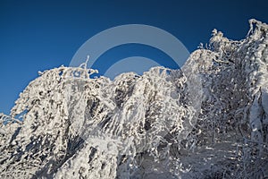 Winter landscape in the evening, trees and shrubs turning green and covered with a layer of snow against a blue sky